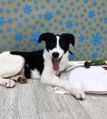 Долли Щенятник